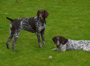 15 meilleures races de chiens de chasse (avec photos)