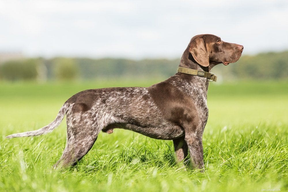 15 meilleures races de chiens de chasse (avec photos)