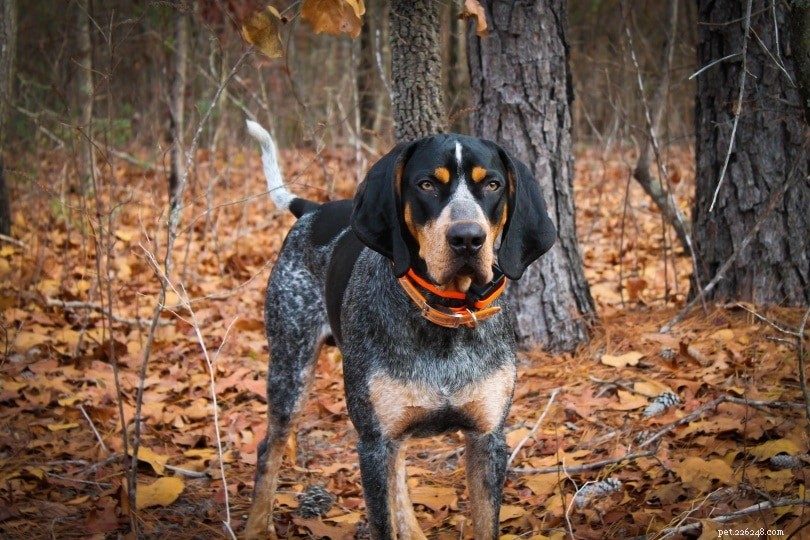 15 лучших пород охотничьих собак (с фотографиями)