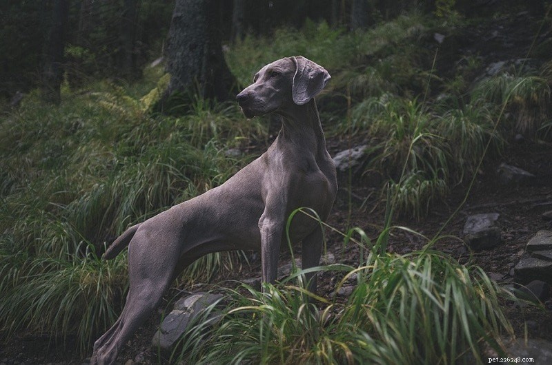 15の最高の狩猟犬の品種（写真付き） 