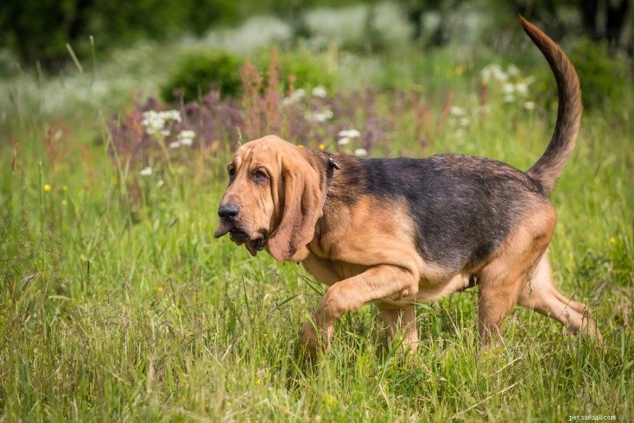 15 meilleures races de chiens de chasse (avec photos)