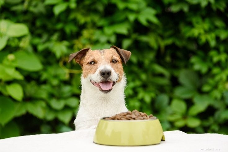 De 5 bästa DIY-hemlagade hundmatsreceptidéerna (enkelt och snabbt)
