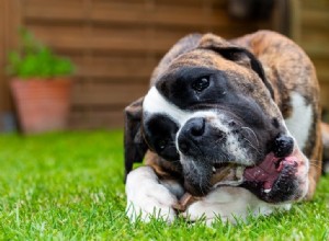 De quanto cálcio os cães precisam? 6 melhores fontes