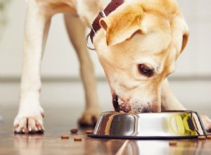 Como escolher a melhor ração para cachorro