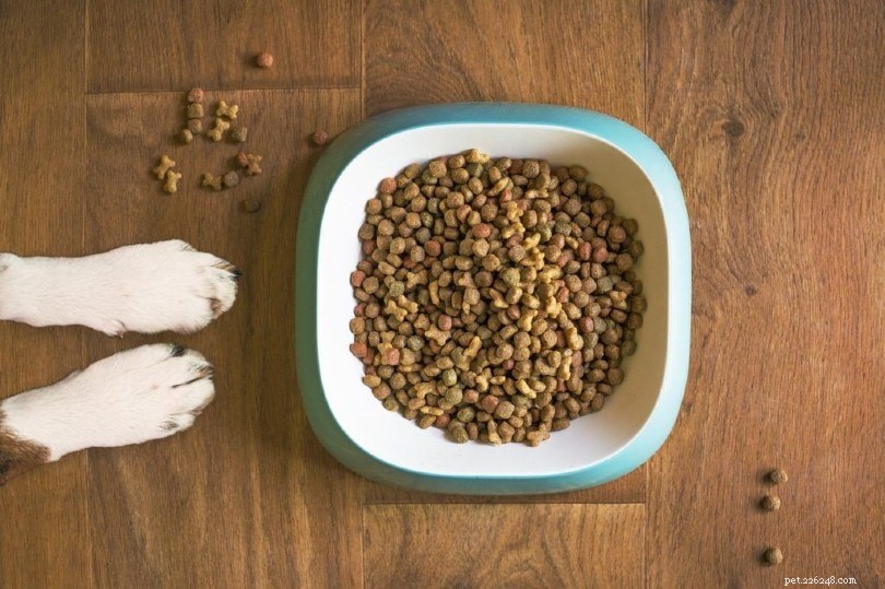 Jak vybrat nejlepší krmivo pro psy