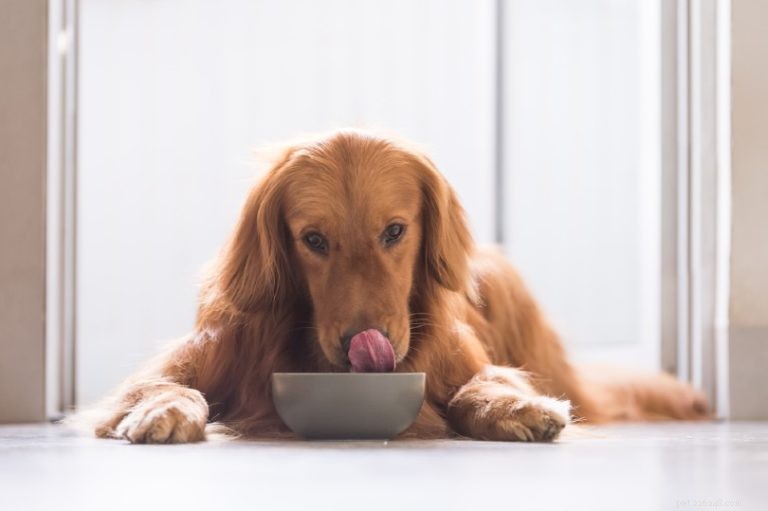 Nourriture pour chien standard vs premium :quelle est la différence ?