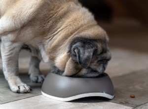 Cães idosos:dieta e necessidades nutricionais