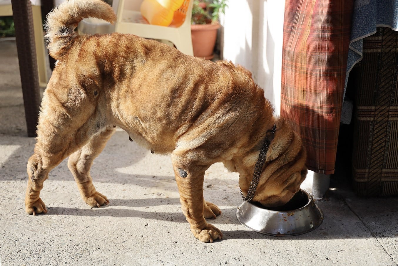 Starší psi:Dieta a nutriční potřeby
