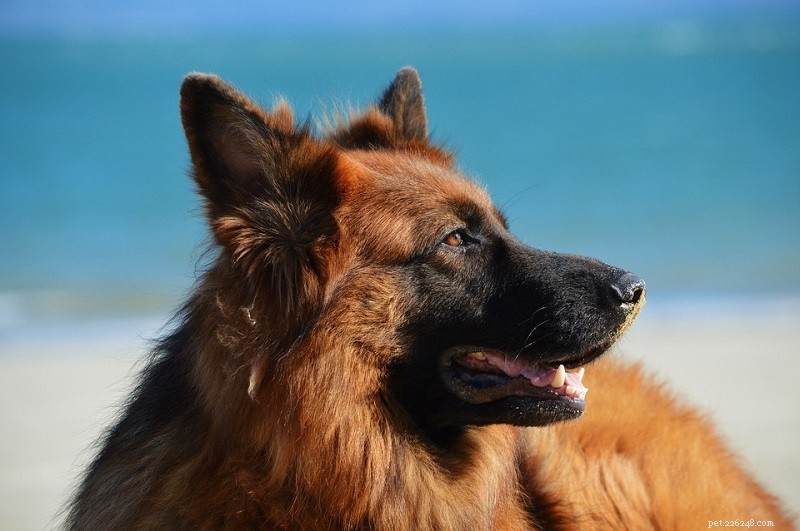 15 nejchytřejších psích plemen (s obrázky)