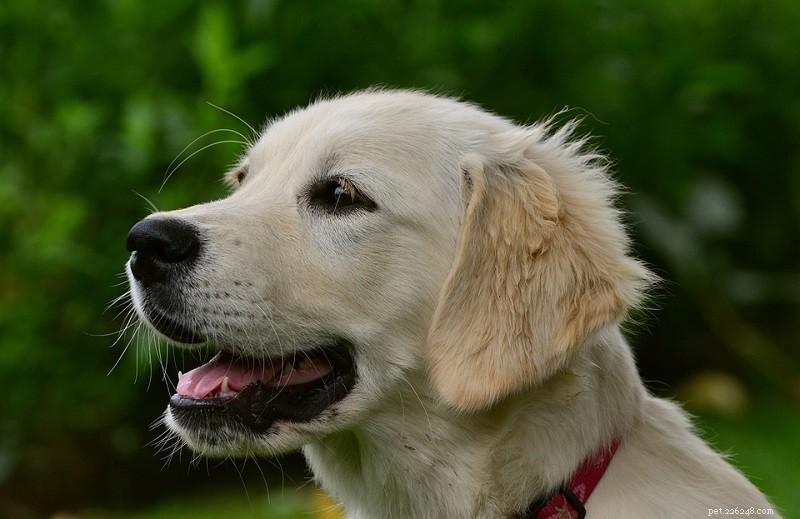 Le 15 migliori razze di cani più intelligenti (con immagini)