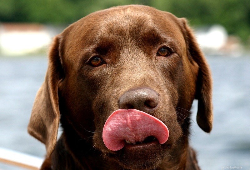 Top 15 slimste hondenrassen (met afbeeldingen)