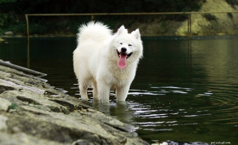 10 raças de cães brancos:grandes, pequenos e fofos (com fotos)