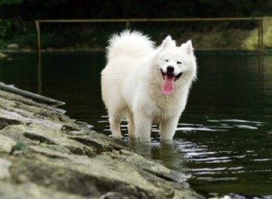 10 races de chiens blancs :grands, petits et duveteux (avec photos)