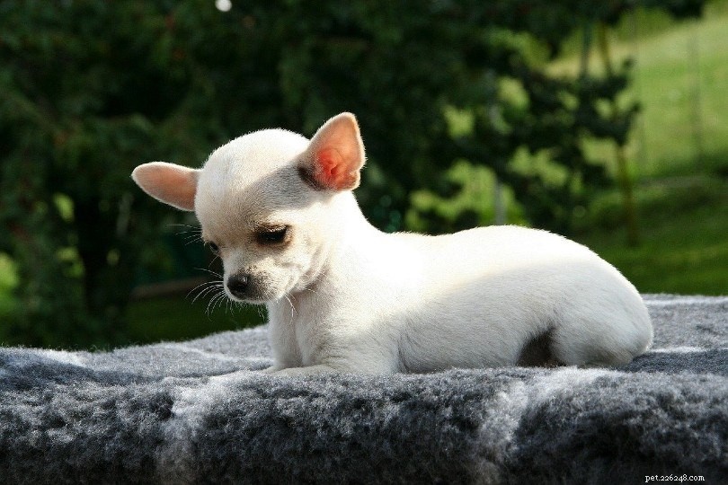 10 witte hondenrassen:groot, klein en pluizig (met afbeeldingen)