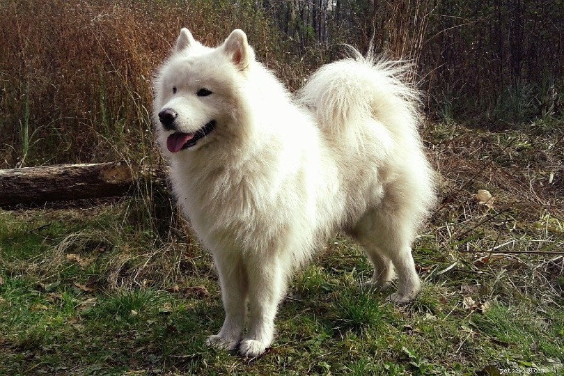 10 witte hondenrassen:groot, klein en pluizig (met afbeeldingen)