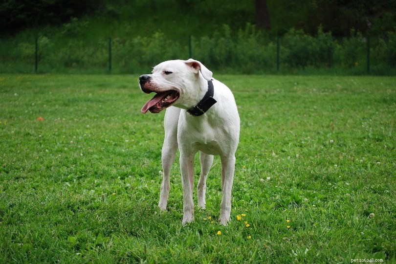 10 raças de cães brancos:grandes, pequenos e fofos (com fotos)