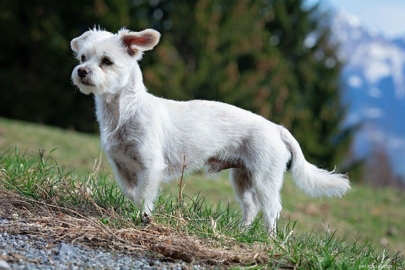 10 races de chiens blancs :grands, petits et duveteux (avec photos)