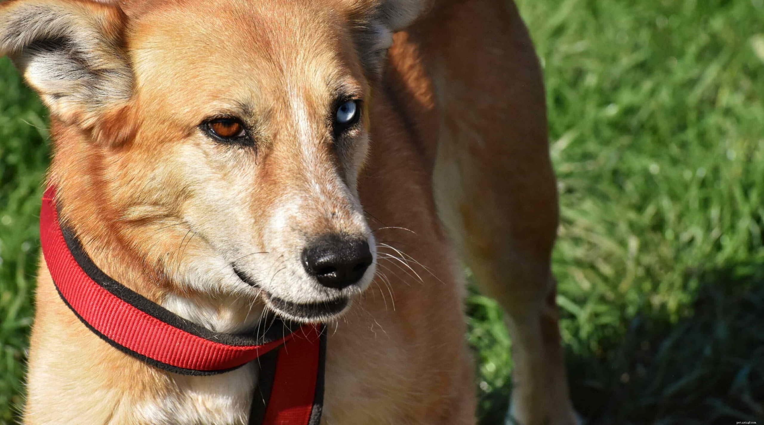 20 races de chiens les plus rares (avec photos)