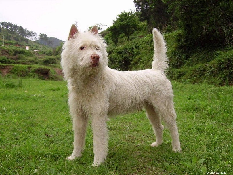 20 Rarest Dog Breeds（with Pictures）