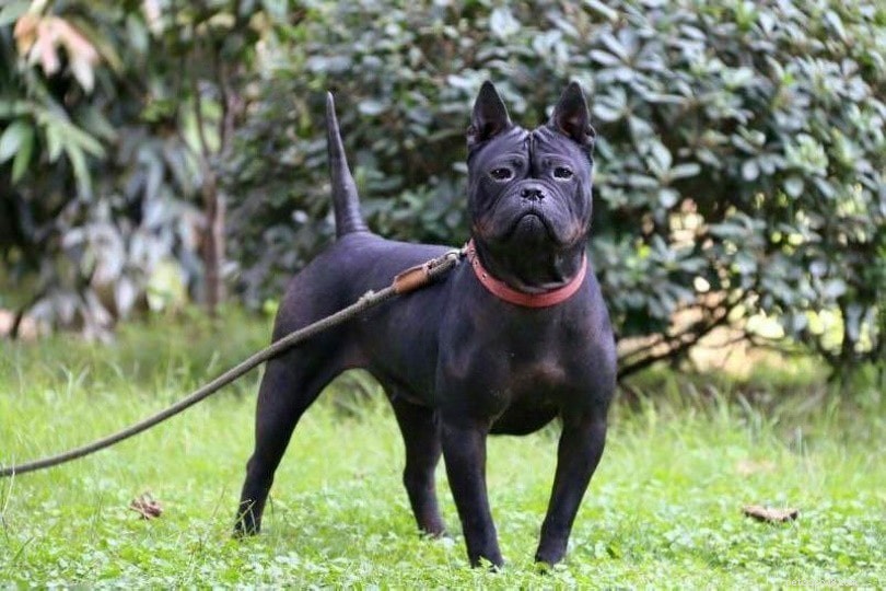 20 Rarest Dog Breeds（with Pictures）