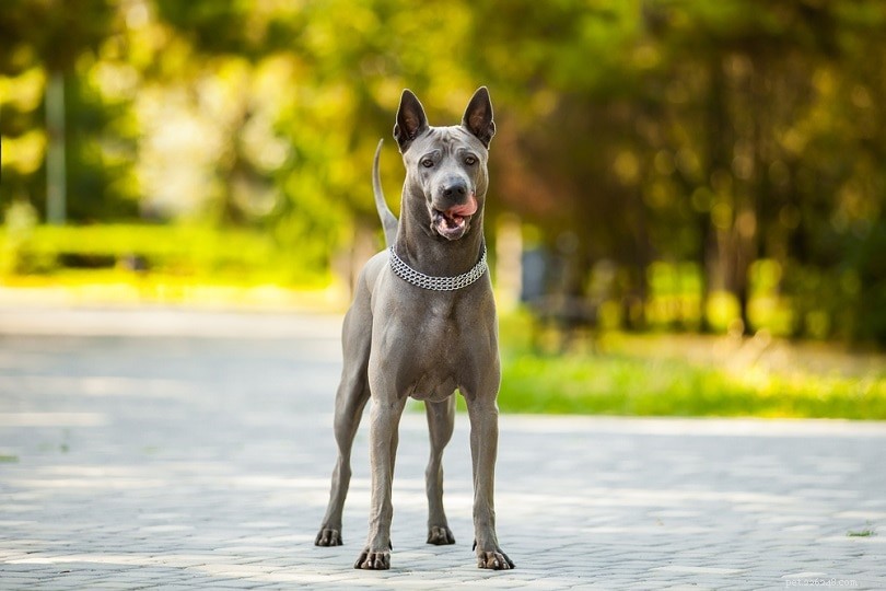 20 razze canine più rare (con immagini)