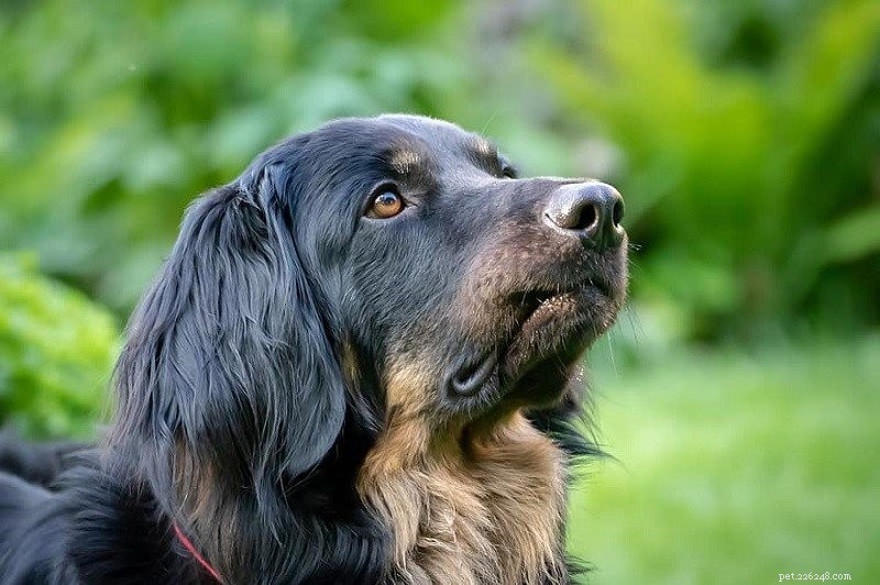 20 raças de cães mais raras (com fotos)
