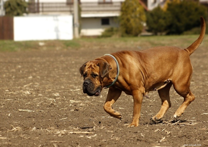 20 razze canine più rare (con immagini)