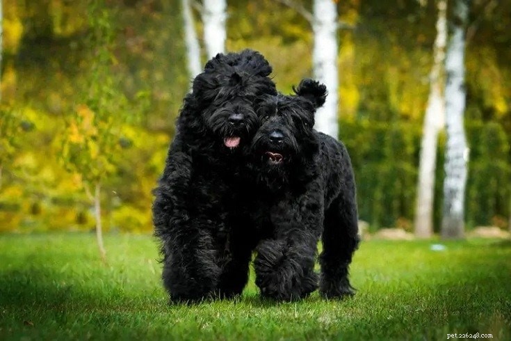 350+ блестящих и уникальных имен черных собак