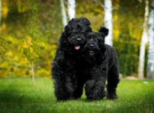 350+ noms de chiens noirs brillants et uniques