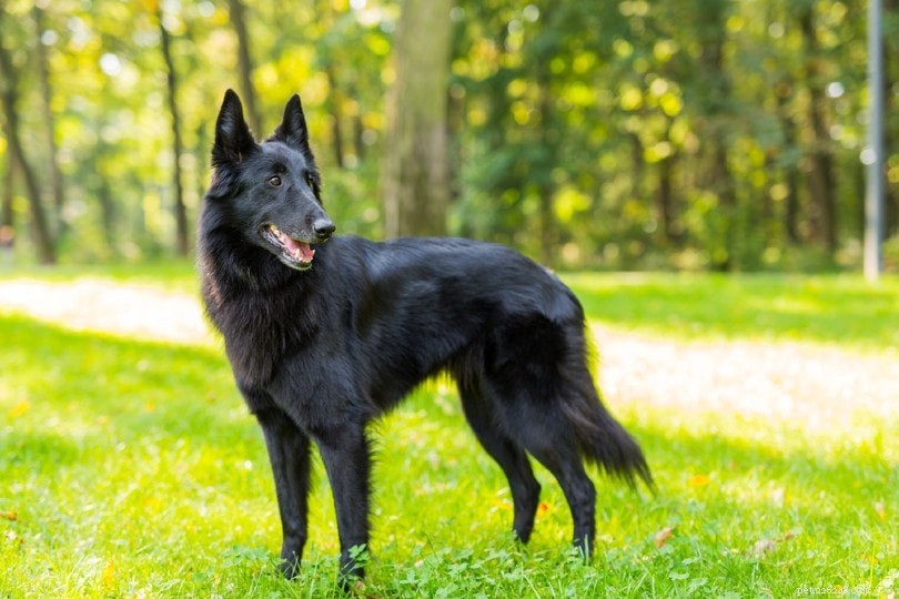 350+ svarta hundnamn som är briljanta och unika
