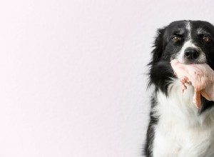 17 aliments dangereux que votre chien ne devrait jamais manger