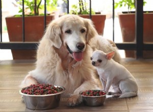 Os cães podem ser vegetarianos?