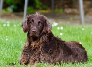 Régime pour chiens en surpoids :perte de poids et conseils de gestion