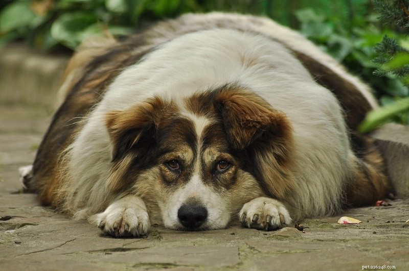 Diet för överviktiga hundar:Viktminskning och hanteringstips