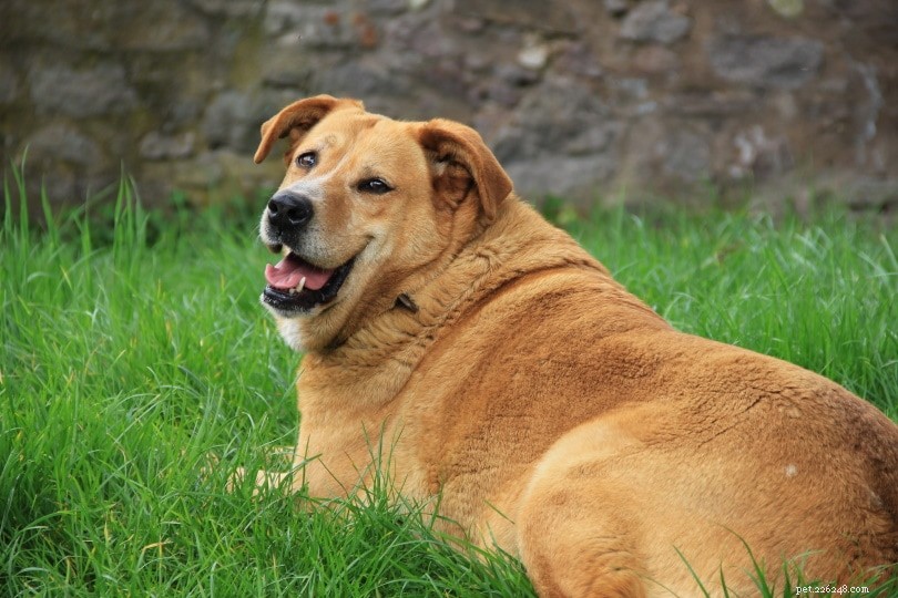 Dieta para cães com excesso de peso:dicas de controle e perda de peso