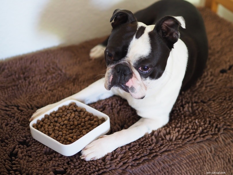 Диета для собак с избыточным весом:советы по снижению веса и управлению