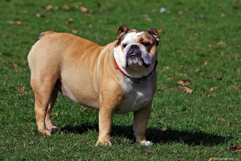 Jídelníček pro psy s nadváhou:Tipy na hubnutí a management