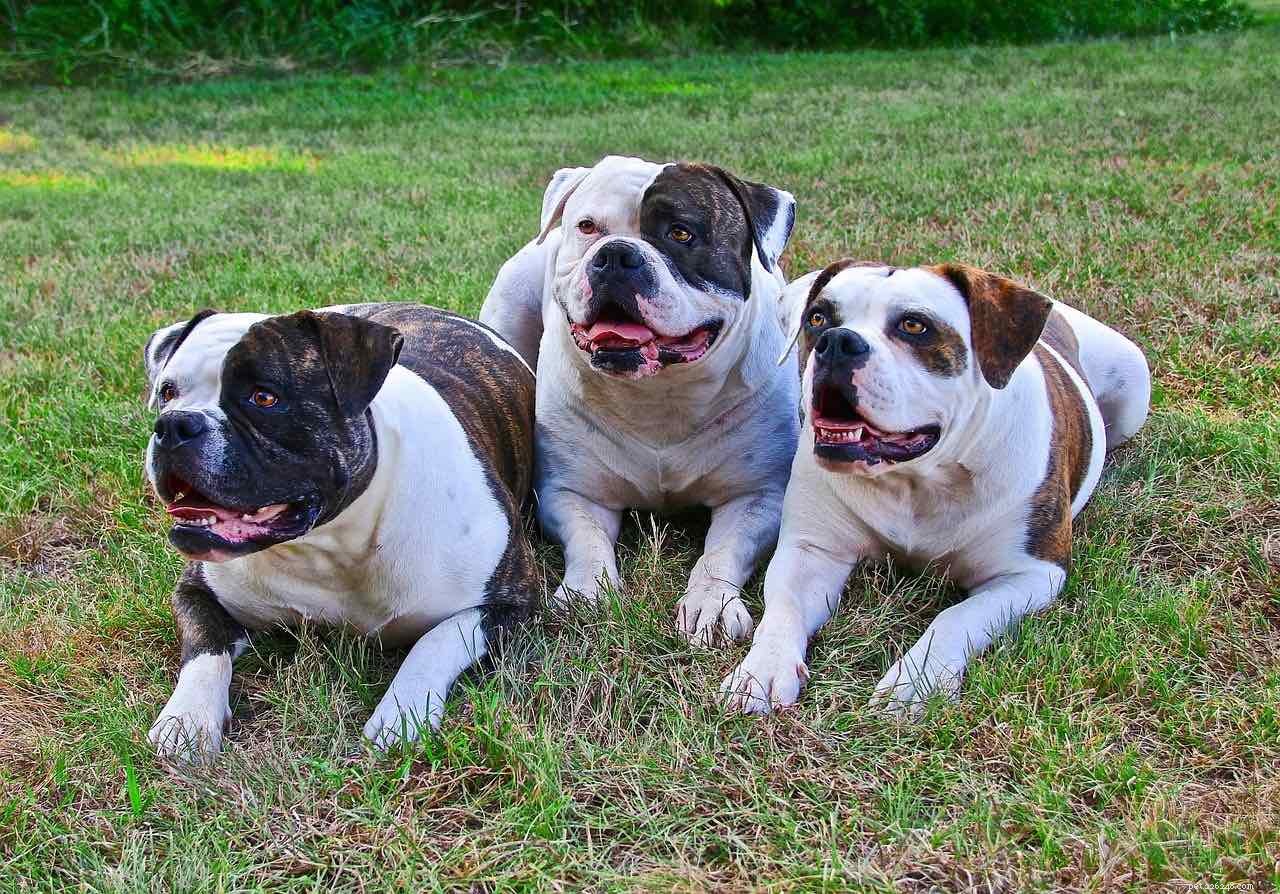 Jídelníček pro psy s nadváhou:Tipy na hubnutí a management