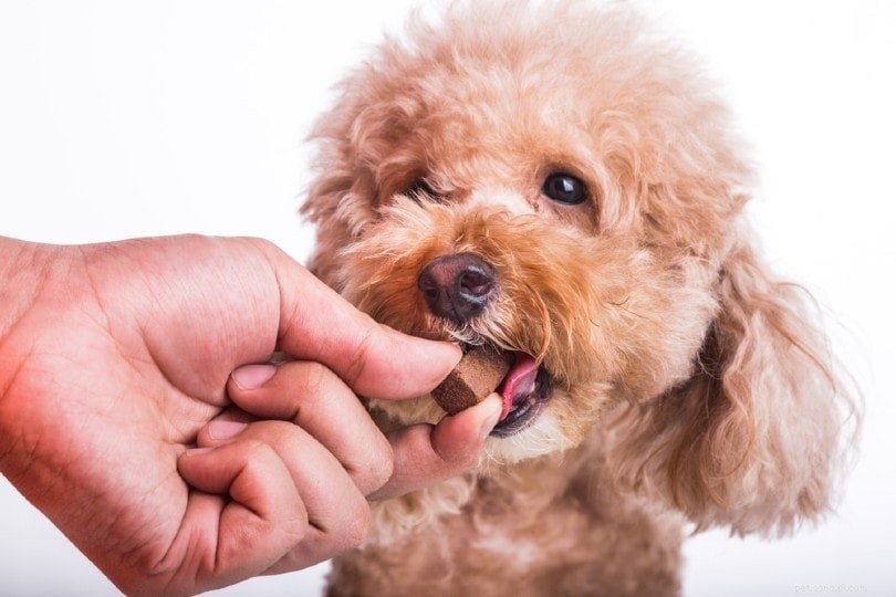 Hondensnoepjes – Hoeveel is te veel?