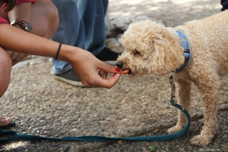 Guloseimas para cães – quanto é demais?