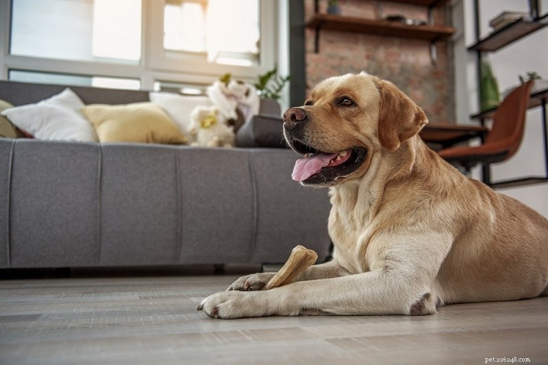10 beste hondensnacks voor spijsverteringsproblemen in 2022