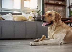 10 melhores guloseimas para cães para problemas digestivos em 2022