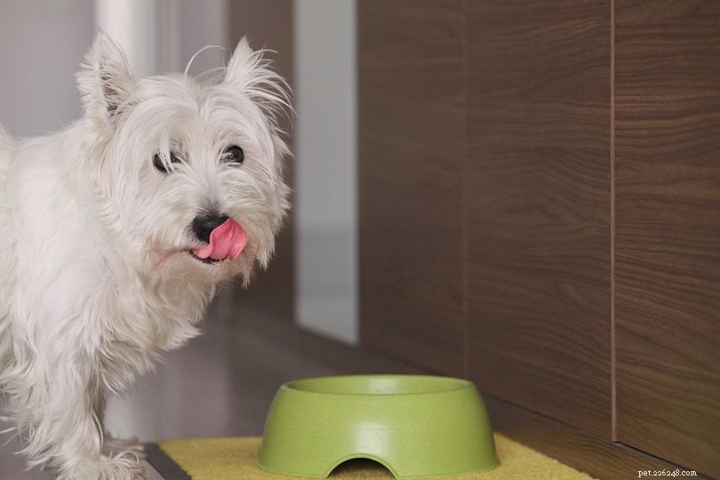10 migliori snack per cani per problemi digestivi nel 2022