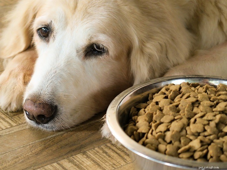 Voeding voor honden met nierziekte