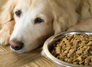 Nutrition pour les chiens souffrant d insuffisance rénale