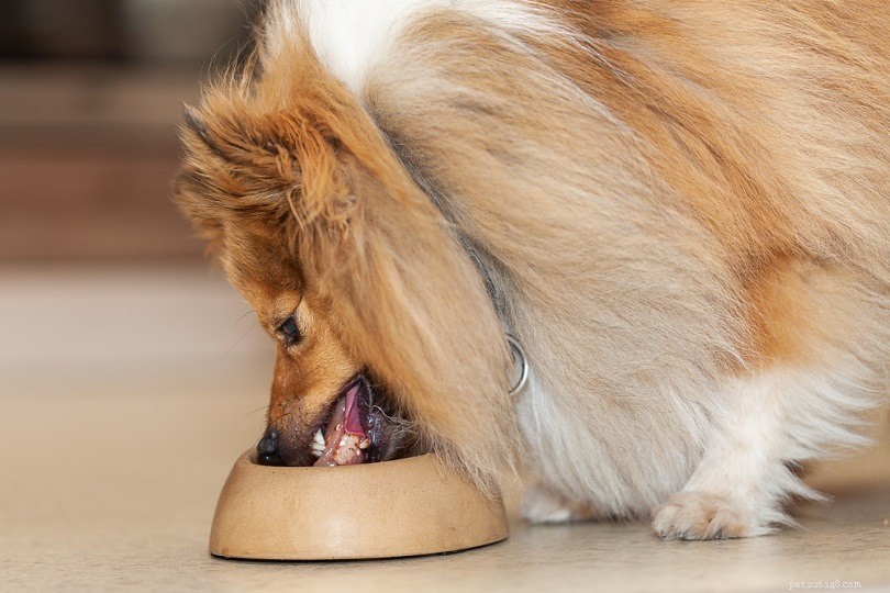 Nourriture sèche humide vs semi-sèche humide pour chien :notre comparaison approfondie 2022