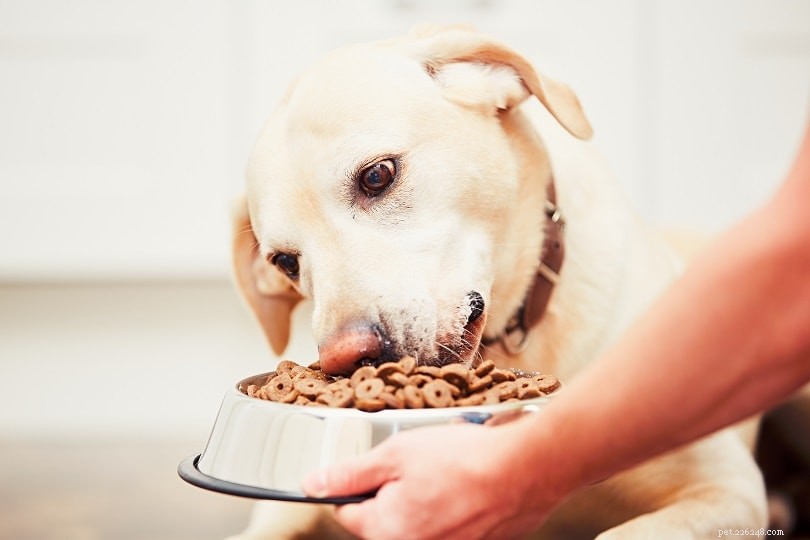 Regras de ouro para alimentar seu cão