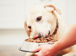 Regras de ouro para alimentar seu cão