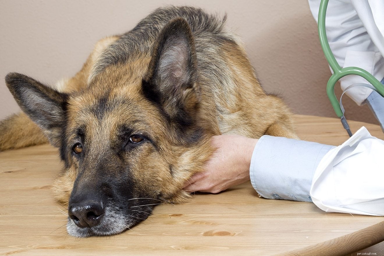 Näring för hundar med njursjukdom