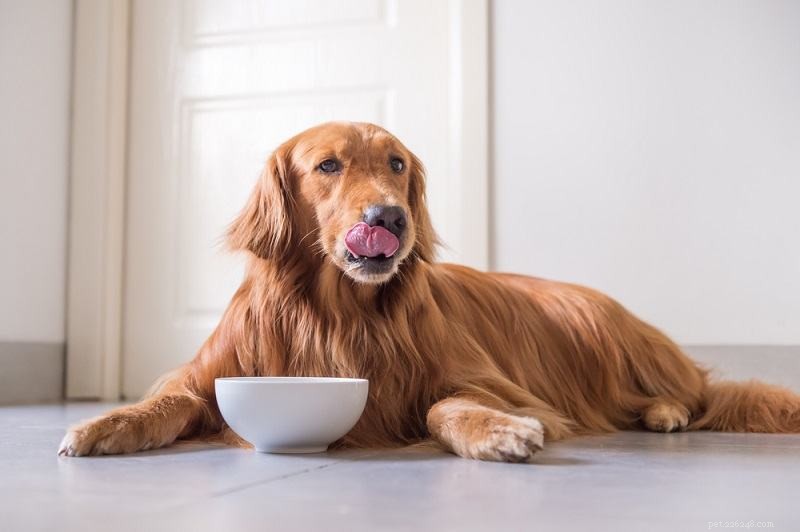 Výživa pro psy s onemocněním ledvin